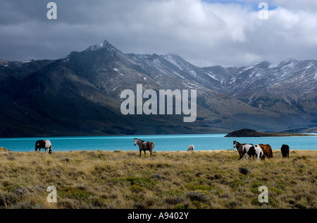 Chevaux au lac Belgrano, le Parc National Perito Moreno, dans le sud de la Patagonie andine, Santa Cruz, Argentine Banque D'Images