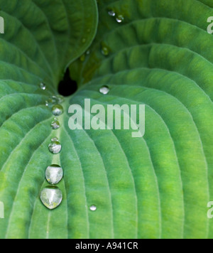 Doublure de gouttes d'eau jusqu'à la feuille d'un hosta dans un jardin anglais. Banque D'Images