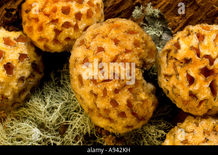 Champignon (Cyttaria darwinii), Pan de Indio, Parc National Perito Moreno, dans le sud de la Patagonie andine, Santa Cruz, Argentine Banque D'Images