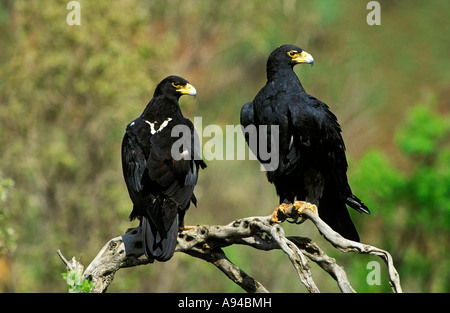 Paire Aigle Noir perché sur la branche noueuse Roodekrans Witwatersrand Afrique du Sud Jardin Botanique Banque D'Images