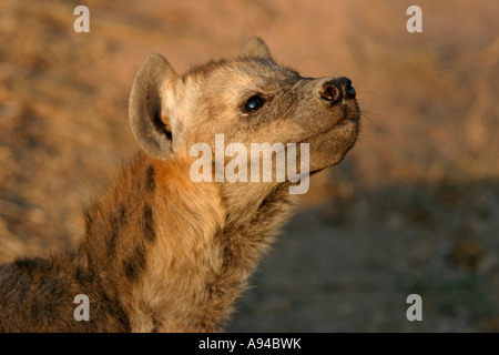 L'hyène tachetée chiot renifle l'air Singita Sabi Sand Game Reserve Afrique du Sud Mpumalanga Banque D'Images