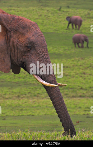 Profil de côté d'une tête d'éléphant avec d'autres éléphants dans l'arrière-plan Addo Elephant Park Afrique du Sud Eastern Cape Banque D'Images