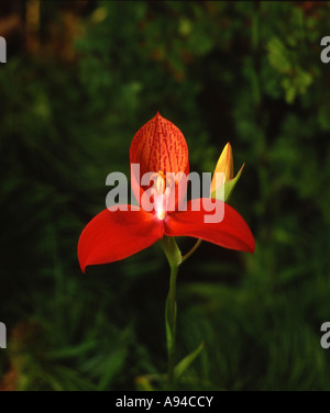 Disa uniflora Fierté de Table Mountain, Cape Town Western Cape Afrique du Sud Banque D'Images