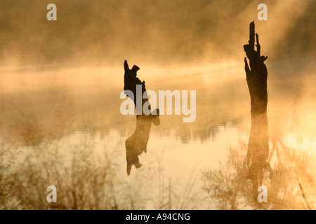 Brume matinale passant d'un barrage avec deux souches d'arbres en silhouette Ngala Timbavati Game Reserve Afrique du Sud Banque D'Images