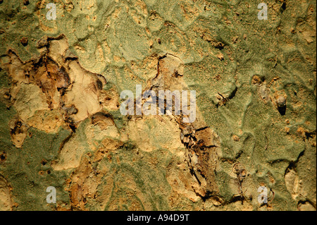 Vue détaillée de l'écorce d'un jaune verdâtre Fever Tree Acacia Xanthophloea Nelspruit Afrique du Sud Banque D'Images