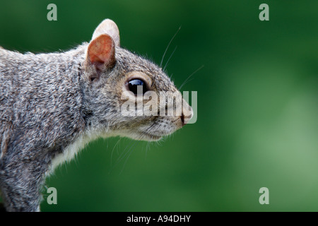 L'écureuil gris Sciurus carolinensis close up de tête avec belle arrière-plan flou bedfordshire potton Banque D'Images