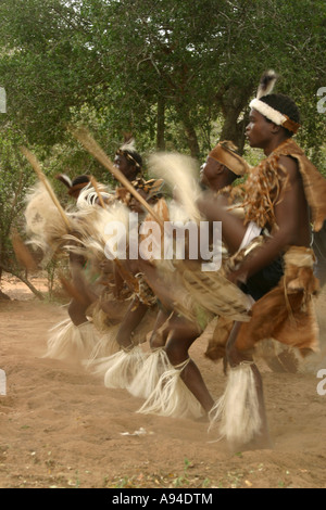 Un groupe de danseurs de Tonga dans la peau d'animaux garb en mouvement synchronisé Maputaland Kwazulu Natal Afrique du Sud Banque D'Images