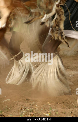 Un groupe de danseurs de Tonga dans la peau d'animaux garb en mouvement synchronisé Maputaland Kwazulu Natal Afrique du Sud Banque D'Images