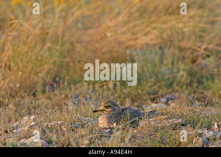 Oedicnème criard Burhinus oedicenemus Banque D'Images