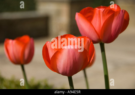 Tulipes rouges tulipes fleurs fleur fleur fleur fleur au printemps gros plan croissance dans le jardin Angleterre Royaume-Uni Grande-Bretagne Banque D'Images