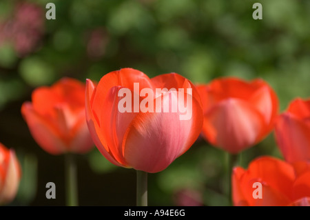 Gros plan de tulipes rouges tulipes fleurs fleur floraison au printemps Angleterre Royaume-Uni Grande-Bretagne Banque D'Images