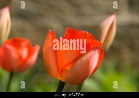 Gros plan des tulipes rouges fleurs au printemps Angleterre Royaume-Uni Grande-Bretagne Banque D'Images