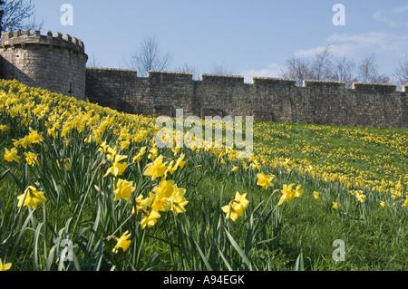 Jonquilles printemps sur les murs de la ville York North Yorkshire England UK Royaume-Uni GB Grande Bretagne Banque D'Images