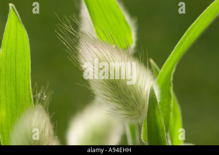 Gros plan de Lagurus ovatus poaceae hares herbe de queue Angleterre Royaume-Uni GB Grande-Bretagne Banque D'Images