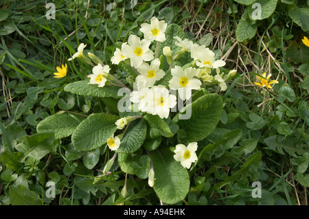 Gros plan des primroses sauvages et des célandines poussant dans un champ fleurs jaunes Angleterre Royaume-Uni Grande-Bretagne Banque D'Images