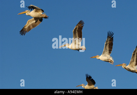 Les pélicans blancs grand volant en formation Stellenbosch Western Cape Afrique du Sud Banque D'Images