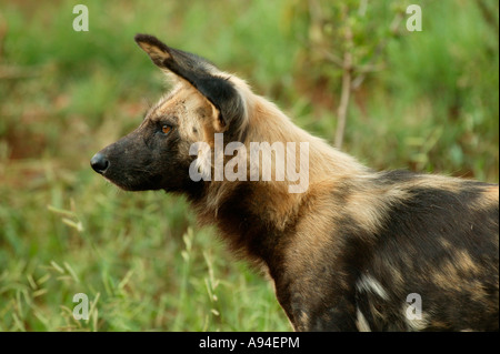 Chien sauvage portrait vue côté Parc National Kruger Mpumalanga Afrique du Sud Banque D'Images