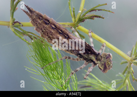 Le sud de Hawker Aeshna cyanea libellule larve en étang de jardin Gamlingay cambs Banque D'Images