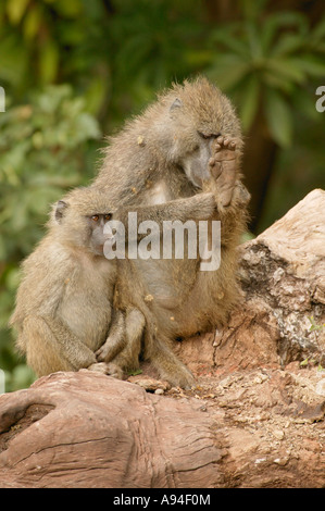 Le babouin olive adulte possédant son pied et youngster sitting on Tree Stump Lake Manyara Tanzanie Banque D'Images
