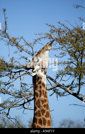 Girafe qui s'étend jusqu'à atteindre les feuilles sur la partie supérieure de branches d'un acacia Banque D'Images