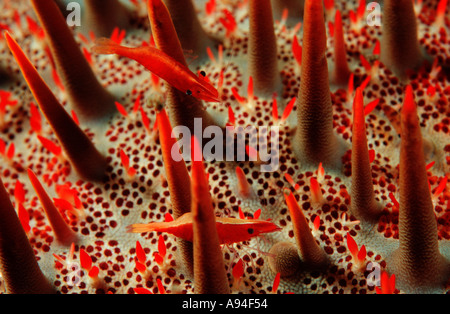 Deux minuscules crevettes rouge sur un fond rouge la couronne d'épines, Étoile de Periclimenes soror sur Acanthaster planci, l'Indonésie, de l'Océan Indien Banque D'Images