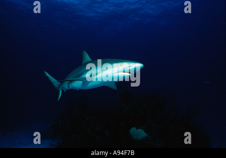 Carcharhinus perezi requin de récif des Caraïbes, Banque D'Images