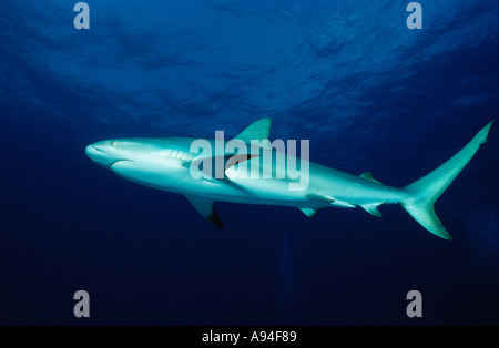 Carcharhinus perezi requin de récif des Caraïbes underwater Banque D'Images