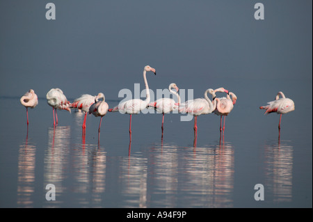 Un groupe de flamants standing in a row lagune de Walvis Bay en Namibie Banque D'Images