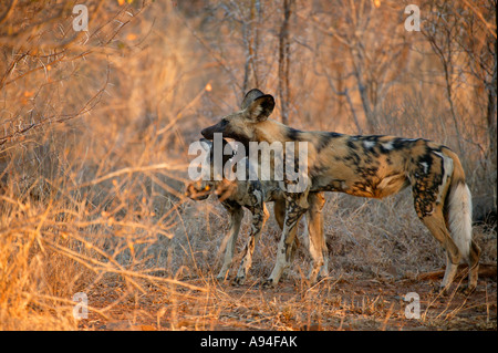 Deux chiens sauvages Cape chien de chasse au cours de l'interaction des activités de socialisation pack Parc National Kruger Banque D'Images