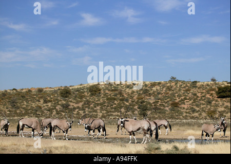 Vue panoramique d'un troupeau d'oryx gemsbok milling autour d'un point d'eau dans le Kalahari Parc transfrontalier de Kgalagadi en Afrique du Sud Banque D'Images