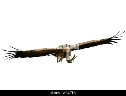 Griffon vulture Ruppells en venant d'atterrir à une carcasse sur les plaines du Serengeti en Tanzanie Serengeti lors de la migration Banque D'Images