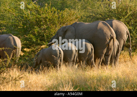 Un élevage d'éléphants africains debout dans une ligne vers l'extérieur de l'appareil photo se nourrissant d'un acacia thicket Ngala Banque D'Images