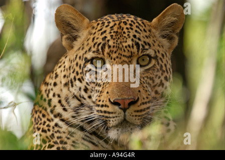 Portrait of a male leopard assis parmi le feuillage Londolozi Sabi Sand Mpumalanga Afrique du Sud Banque D'Images