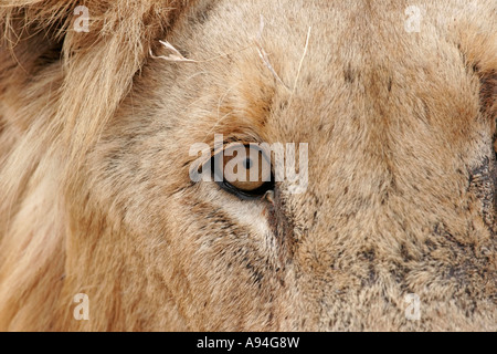 La photo en gros plan d'un lion eye et le visage montrant la définition dans la rétine Nkhoro Banque D'Images