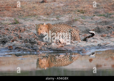 Leopard boire d'une eau au crépuscule Nkhoro Sabi Sand Game Reserve Afrique du Sud Mpumalanga Banque D'Images