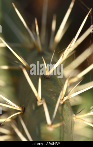 Close up of cactus montrant le Botswana Gaborone épines Banque D'Images
