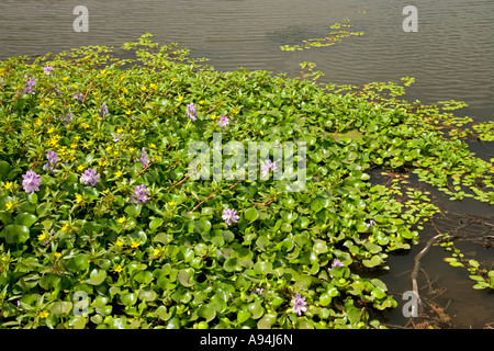 La jacinthe d'eau et de plus en plus dans la voie d'eau, Primrose Californie Banque D'Images