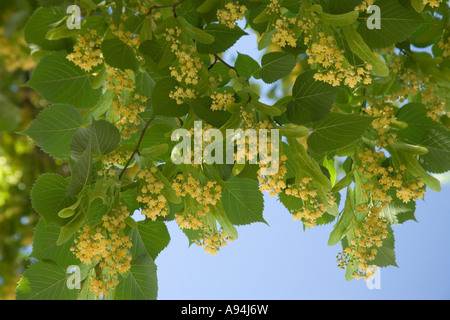 Fleurs de la 'Petite feuille Linden" arbre, Nevada Banque D'Images