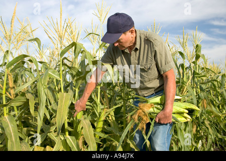 La récolte de l'agriculteur le maïs sucré, Californie Banque D'Images