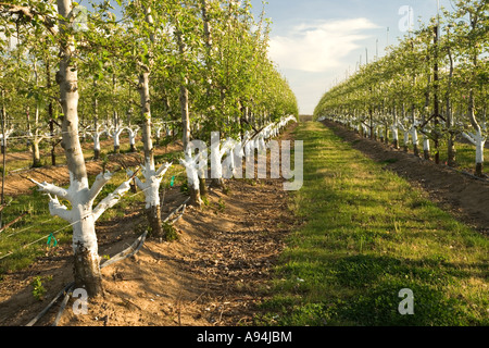 Apple orchard, montrant de nouveaux greffons', 'printemps, Californie Banque D'Images