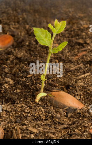 La germination des glands de chêne-liège, plantule, Californie Banque D'Images