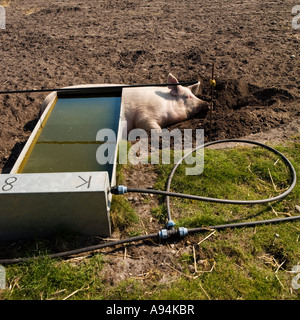 Farrowing semer par gamme de cuve d'eau ferme porcine de Suffolk Banque D'Images