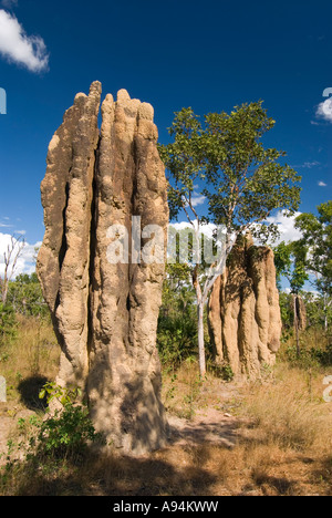 Collines de Termite dans le Litchfield National Park dans les Territoires du Nord près de Darwin en Australie Banque D'Images