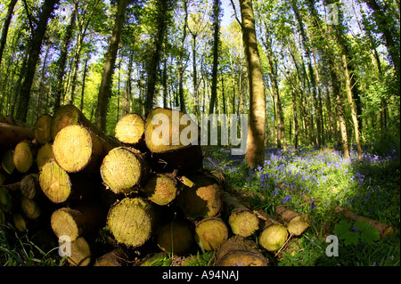 Pile de grumes récoltées sur le sol dans un bois bluebell en forêt Garvagh Irlande du Nord Banque D'Images