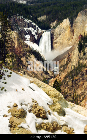 Le Grand Canyon du Yellowstone Yellowstone avec les chutes dans Spring, Wyoming, USA. Banque D'Images