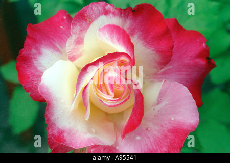 Close up of Christ Rose rouge rose et blanc vivre avec des feuilles vertes en arrière-plan Banque D'Images