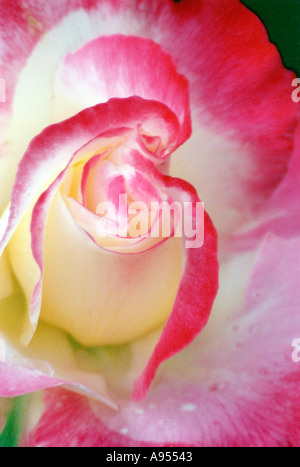 Rouge Blanc et Rose Rose Christ extreme close up Banque D'Images