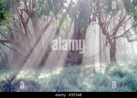 California coastal eucalyptus dans la lumière du soleil filtre à brouillard en faisceaux dans cette scène paisible Banque D'Images