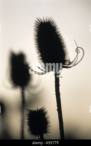 Cardère, Dipsacus fullonum, têtes de graine Banque D'Images