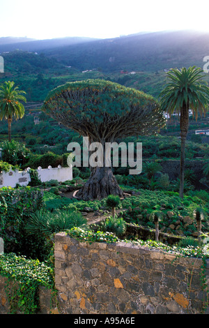 Arbre Dragon millénaire (Dracaena draco) Icod de los Vinos. L'île de Tenerife. Canaries. Espagne Banque D'Images